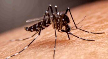 Zanzare, addio a prurito e gonfiore: con questi rimedi naturali non ti pungeranno più neanche in viaggio